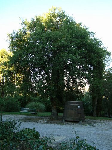 Agriturismo Il Villino Fonterutoli Exteriör bild